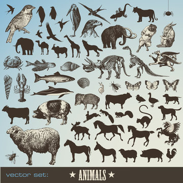 set of 60 detailed animal illustrations and  animal silhouettes