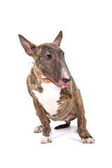 English Bull Terrier, Bully, Gladiator resting