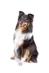 sheltie sheepdog isolated on a white background