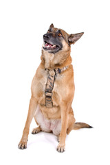 belgian shepherd dog-malinois isolated on a white background