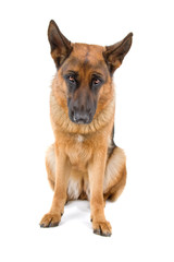front view of a german shepherd dog