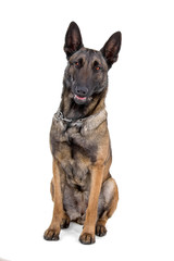 Belgium Shepherd (Malinois) dog isolated on a white background