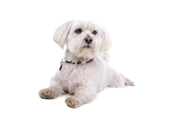 cute shih tzu dog lying on the floor