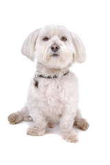 Shih tzu dog isolated on white background