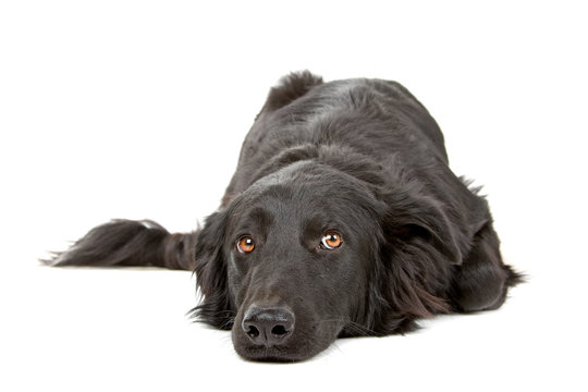 front view of a flat coated retriever dog laying on the floor