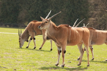 Antilopen