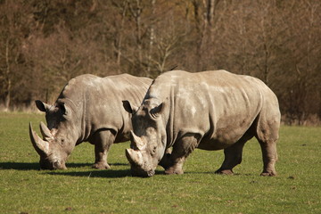 Obraz premium Nashorn