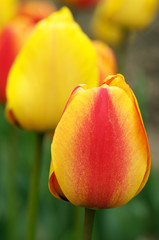 Obrazy na Szkle  Kolorowe tulipany z bliska
