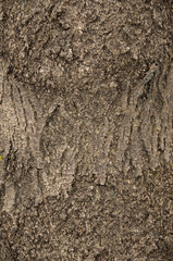 Texture