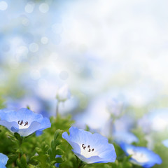Soft delicate summer flowers background