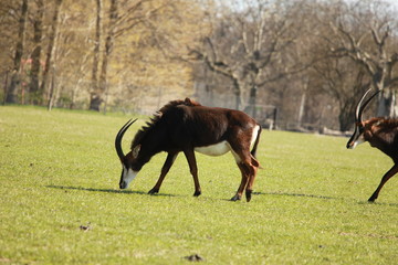 Fototapeta premium Antilopen