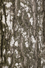 Fototapeta premium Texture