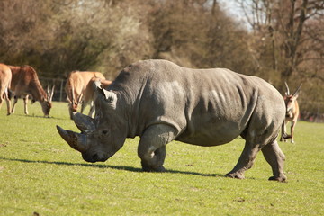 Fototapeta premium Nashorn