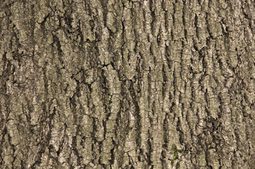 Texture