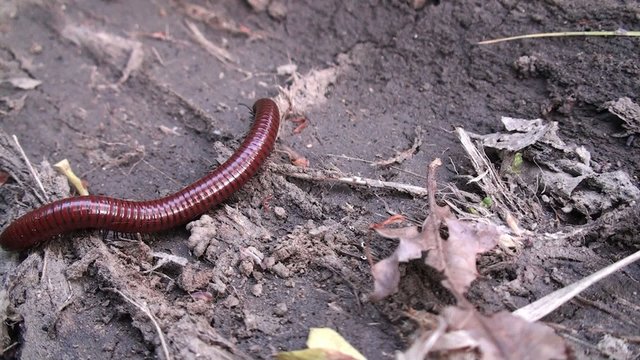 Red colored myriapod