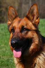 Portrait of a female German Shepherd