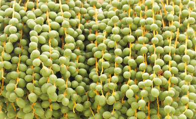 Close view of green unripe dates