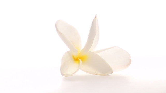 Frangipani flower on white loop - HD