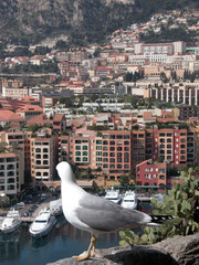 Fototapeta na wymiar Mewa nad portu w Monte Carlo