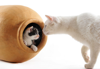 chatte et chaton