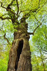 Naklejka premium Baumriese