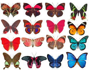 Obraz na płótnie Canvas Kolekcja motyli na białym