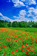 Field full of red poppies