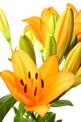 Obraz premium Bunch of orange Tiger Lillies
