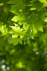 Fototapeta na wymiar green leaves, very shallow focus