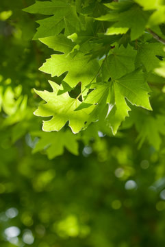 green leaves, very shallow focus