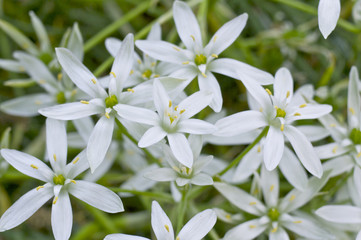 オオアマナの花