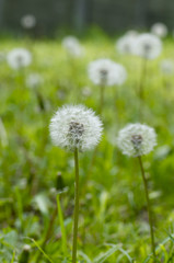 タンポポの綿帽子