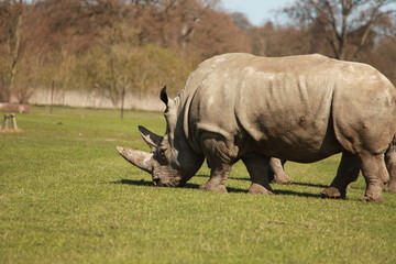 Fototapeta premium Nashorn