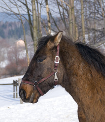 koń huculski © Zbyszek Nowak
