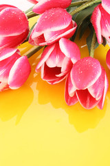 Bouquet of tulips and as a background for  post card