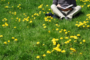 Beim Buchglesen auf der Fr&uuml;hlingswiese