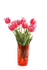 Beautiful  pink tulips in vase isolated on  white