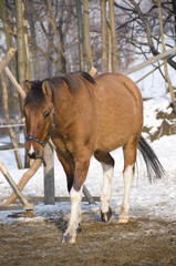 Koń Huculski