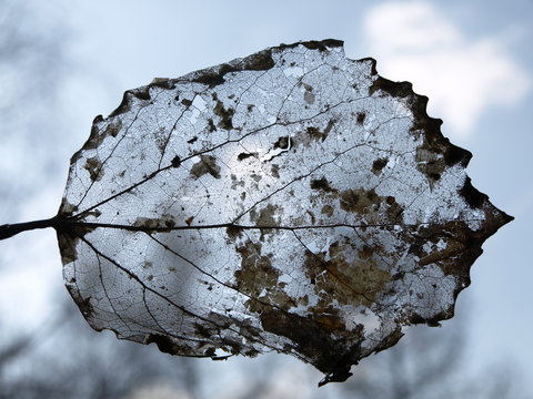 leaf