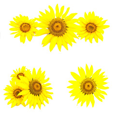 Set of various sunflowers isolated on a white background