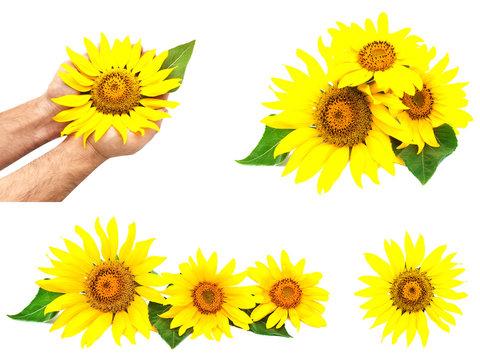 Set of various sunflowers isolated on a white background