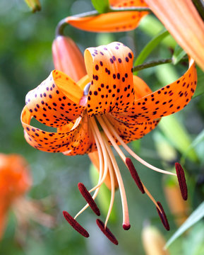 Fototapeta Tiger lily