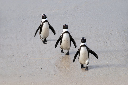 pinguini sulla spiaggia di Boulder's