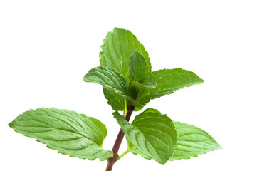 Pfefferminze - Mentha x piperita © womue