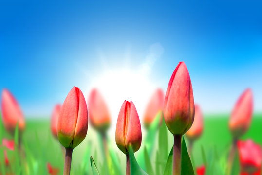 Young red tulips against the blue sky