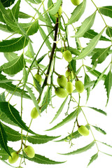 rameau de neem, lilas des Indes : fruits, feuilles; fond blanc