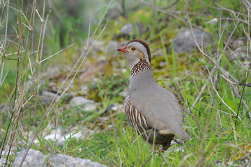 pernice sarda