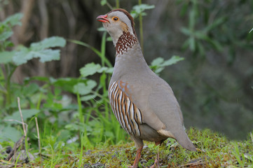 pernice sarda