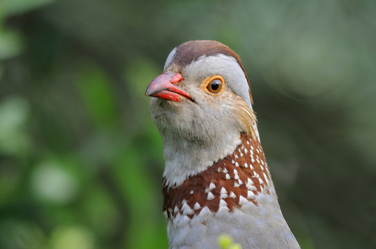 pernice sarda