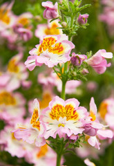 Obraz premium flower